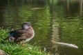 Female Mandarin Duck (Aix galericulata Lineu) in grass Royalty Free Stock Photo