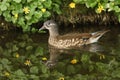 A female Mandarin Duck Aix galericulata swimming in a stream. Royalty Free Stock Photo