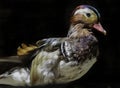 Female Mandarin Duck Royalty Free Stock Photo