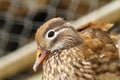 Female mandarin duck closeup