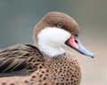 Female Mandarin Duck II Royalty Free Stock Photo