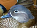 Female Mandarin Duck Royalty Free Stock Photo