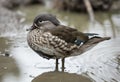 A female Mandarin Duck stood in water Royalty Free Stock Photo