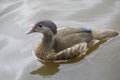 Female Mandarin Duck Yuan-yang Royalty Free Stock Photo