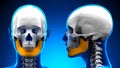 Female Mandible Bone Skull Anatomy - blue concept