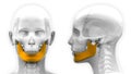 Female Mandible Bone Skull Anatomy - isolated on white