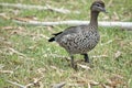 the female maned duck is walking in the grass