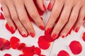 Female manicured hands and rose petals. Royalty Free Stock Photo