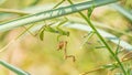 Female mantis is having lunch after mating. Sochi, Russia Royalty Free Stock Photo