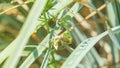 Female mantis is having lunch after mating. Sochi, Russia Royalty Free Stock Photo