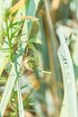 Female mantis is having lunch after mating. Sochi, Russia Royalty Free Stock Photo