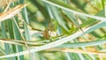 Female mantis is having lunch after mating. Sochi, Russia Royalty Free Stock Photo