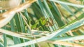 Female mantis is having lunch after mating. Sochi, Russia Royalty Free Stock Photo