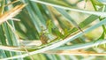 Female mantis is having lunch after mating. Sochi, Russia Royalty Free Stock Photo