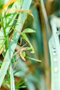 Female mantis is having lunch after mating. Sochi, Russia Royalty Free Stock Photo