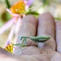 The female mantis iris polystictica Royalty Free Stock Photo