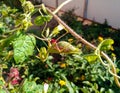 A female mantis, a predatory insect mantis on a green plant Royalty Free Stock Photo