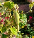 A female mantis, a predatory insect mantis on a green plant Royalty Free Stock Photo