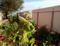 A female mantis, a predatory insect mantis on a green plant Royalty Free Stock Photo