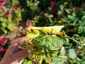 A female mantis, a predatory insect mantis on a green plant Royalty Free Stock Photo