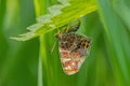 Female map butterfly (Araschnia levana) at oviposition. Royalty Free Stock Photo