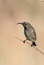 Female Marico Sunbird