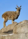 Female markhor Royalty Free Stock Photo