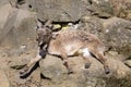 Female Markhor, Capra falconeri, with twisted horns