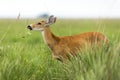 Female Marsh Deer Blastocerus dichotomus Royalty Free Stock Photo