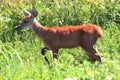 FeMale of marsh deer Blastocerus dichotomus Royalty Free Stock Photo