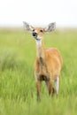 Female Marsh Deer Blastocerus dichotomus Royalty Free Stock Photo