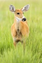 Female Marsh Deer Blastocerus dichotomus Royalty Free Stock Photo