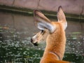 Female Marsh Deer Blastocerus dichotomus Watching Aside Royalty Free Stock Photo