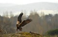 female marsh eagle in its territory