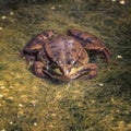 A female marsh frog with lumpy brown and dark brown splotches skin laying on a thick light green mat of weed on the surface of a