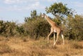 Female Masai giraffe walking in African bush landscape in Kenya Royalty Free Stock Photo