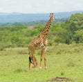 Female Masai Giraffe with young Royalty Free Stock Photo