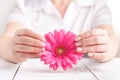 Female medical care concept, pink flower gerbera in hand Royalty Free Stock Photo