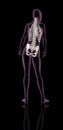 Female medical skeleton showing spine and hip bone Royalty Free Stock Photo