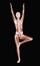 Female medical skeleton in a yoga position