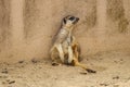 A female meerkat sitting on the sand by the wall. Royalty Free Stock Photo