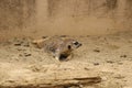 A female meerkat sitting on the sand by the wall. Royalty Free Stock Photo