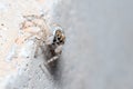 Female Menemerus semilimbatus spider eating her prey