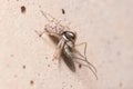 Female Menemerus semilimbatus spider hunting a mosquito a concrete wall