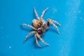 Female Menemerus semilimbatus spider posed on a blue fence on a sunny day