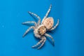 Female Menemerus semilimbatus spider posed on a blue wall