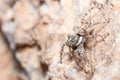 Female Menemerus semilimbatus spider posed on a rock waiting for preys