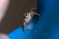 Female Menemerus semilimbatus spider staring from a blue fence