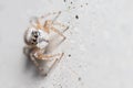 Female Menemerus semilimbatus spider staring from a concrete wall