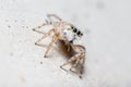 Female Menemerus semilimbatus spider staring from a concrete wall